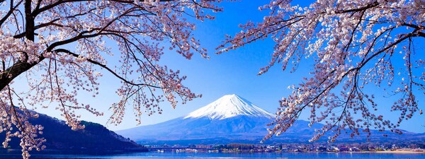 樱花经济升温 访日游客消费上涨 50%
